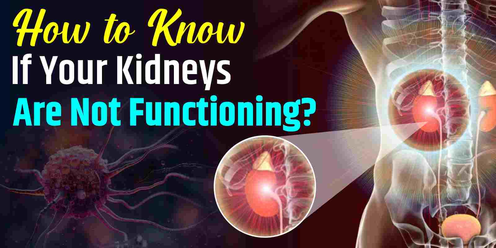 How to Know If Your Kidneys Are Not Functioning?